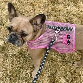 Cool Mesh Dog Harness Under the Sea Collection - Sunglasses Pink and Black Polka Dot (Option: X-Small)