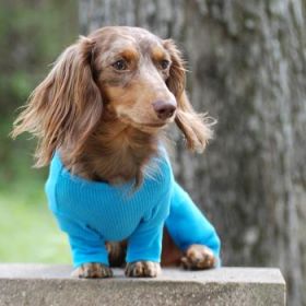 Sweet Dreams Thermal Dog Pajamas - Blue (Option: 2X-Large)