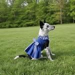 Blue Gingham Dog Dress with Matching Leash (Option: X-Large)