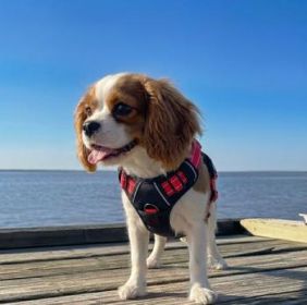 Venture Paw Pull Control Dog Harness - Black Cherry (Option: Medium)