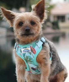 Wrap and Snap Choke Free Dog Harness by Doggie Design - Surfboards and Palms (Option: Large)