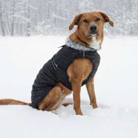 Alpine Extreme Weather Puffer Coat - Black (Option: Small)