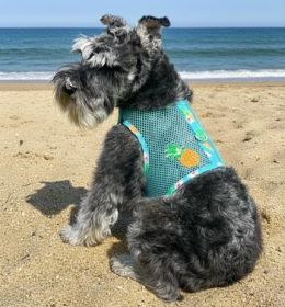 Cool Mesh Dog Harness with Leash - Pineapple Luau (Option: Small)