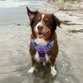 Venture Paw Pull Control Dog Harness - Mermaid Lilac (Option: Small)