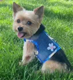 Cool Mesh Dog Harness with Leash - Catching Waves (Option: Medium)