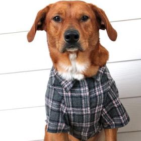 Flannel Dog Shirt - Dark Gray and Pink Plaid (Option: Small)