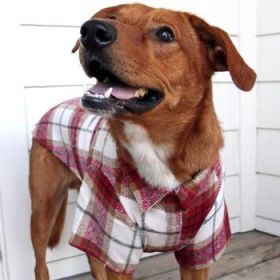Flannel Dog Shirt - Red and White Plaid (Option: Small)