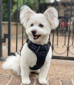 Venture Paw Pull Control Dog Harness - Midnight (Option: Medium)