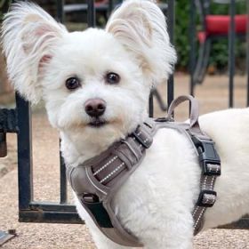 Venture Paw Pull Control Dog Harness - Dried Sage (Option: Medium)