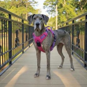 Venture Paw Pull Control Dog Harness - Sugar Rush Pink (Option: Medium)