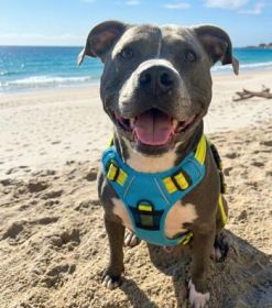 Venture Paw Pull Control Dog Harness - Sun Chaser Blue (Option: Medium)