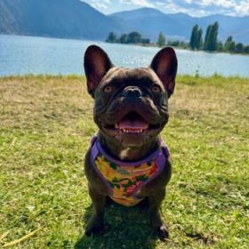 Wrap and Snap Choke Free Dog Harness by Doggie Design - Sunset Hibiscus (Option: Medium)