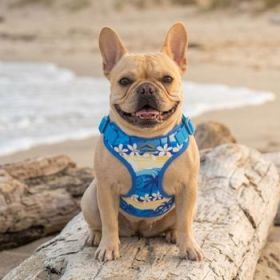 Wrap and Snap Choke Free Dog Harness by Doggie Design - Catching Waves (Option: X-Small)