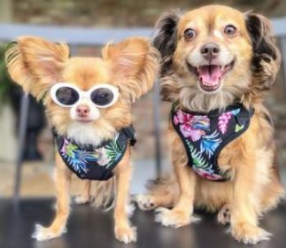 Wrap and Snap Choke Free Dog Harness by Doggie Design - Paradise Nights (Option: X-Small)